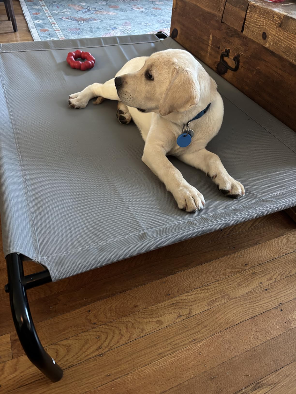 Amazon Basics Cooling Breathable Elevated Dog Bed with Metal Frame for Large Dogs, 51