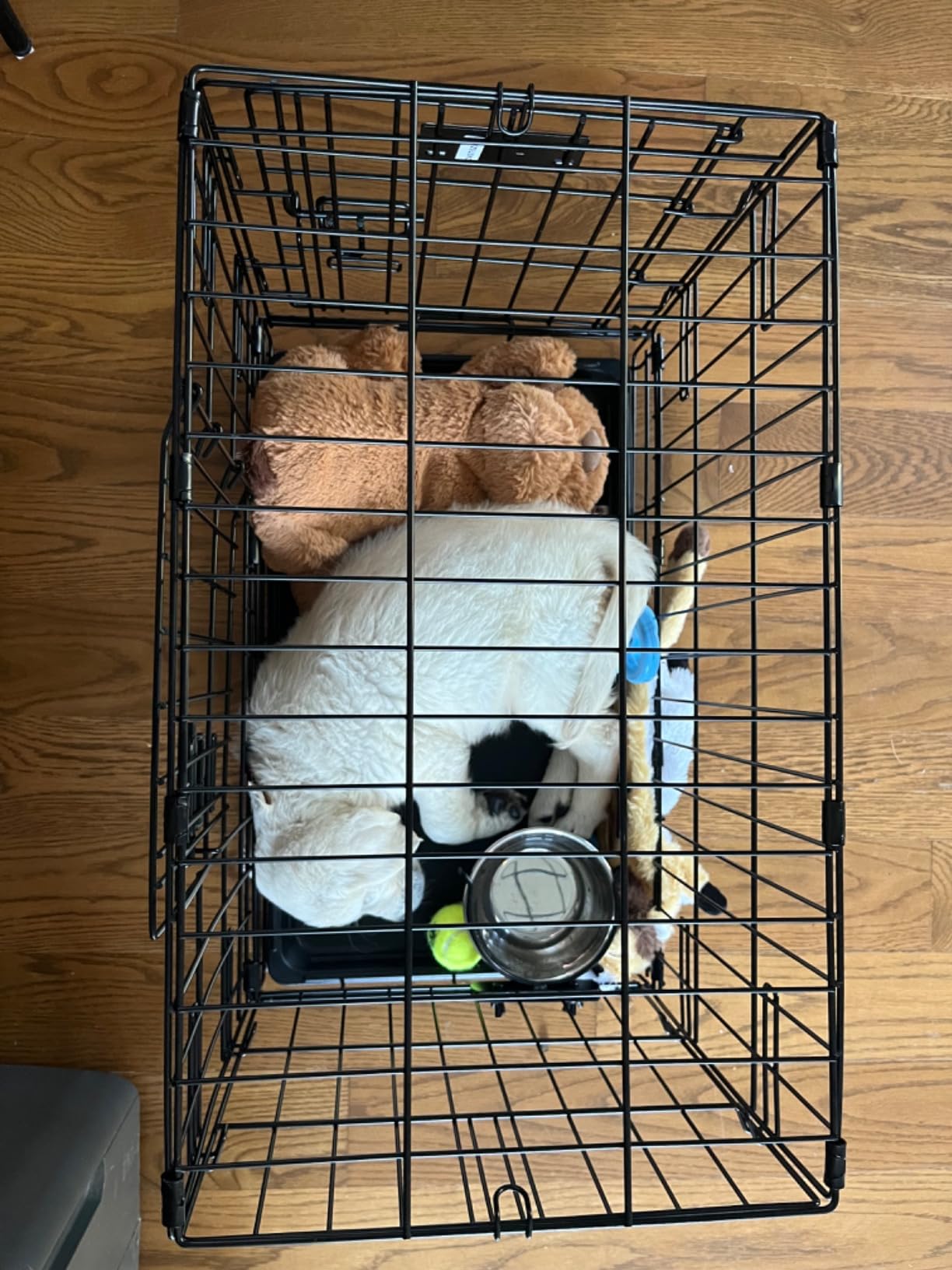 MidWest Homes for Pets Double Door iCrate Starter Kit, 24-inch Dog Crate Bundle for Small Breeds, Includes Cage, Pet Bed, 2 Bowls and Privacy Cover customer photo 1