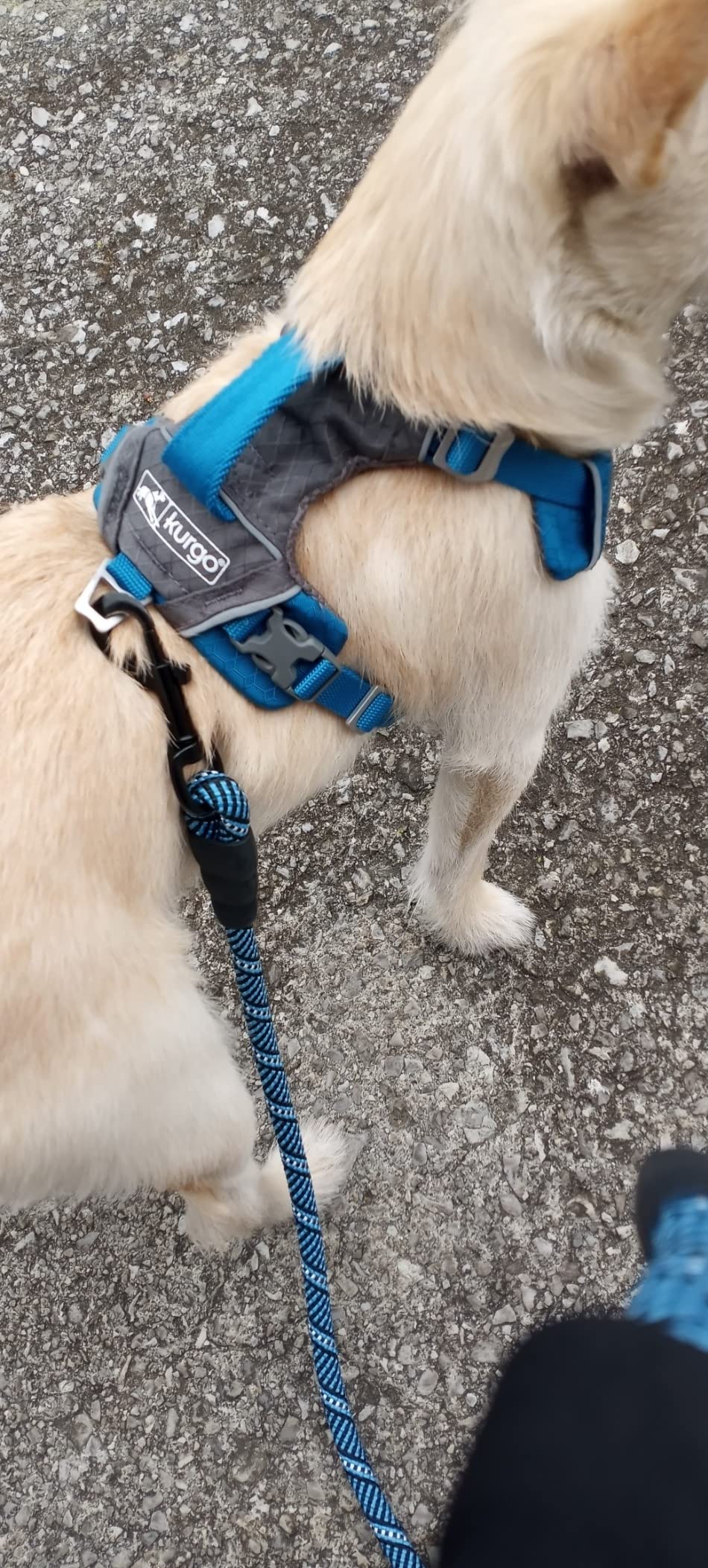 Kurgo Journey Air Dog Harness, Blue, Large | Padded Chest, Ripstop Outer & Breathable Mesh, Back Assist Handle, Rust-Free Aluminum Hardware, Reflective Trim customer photo 2