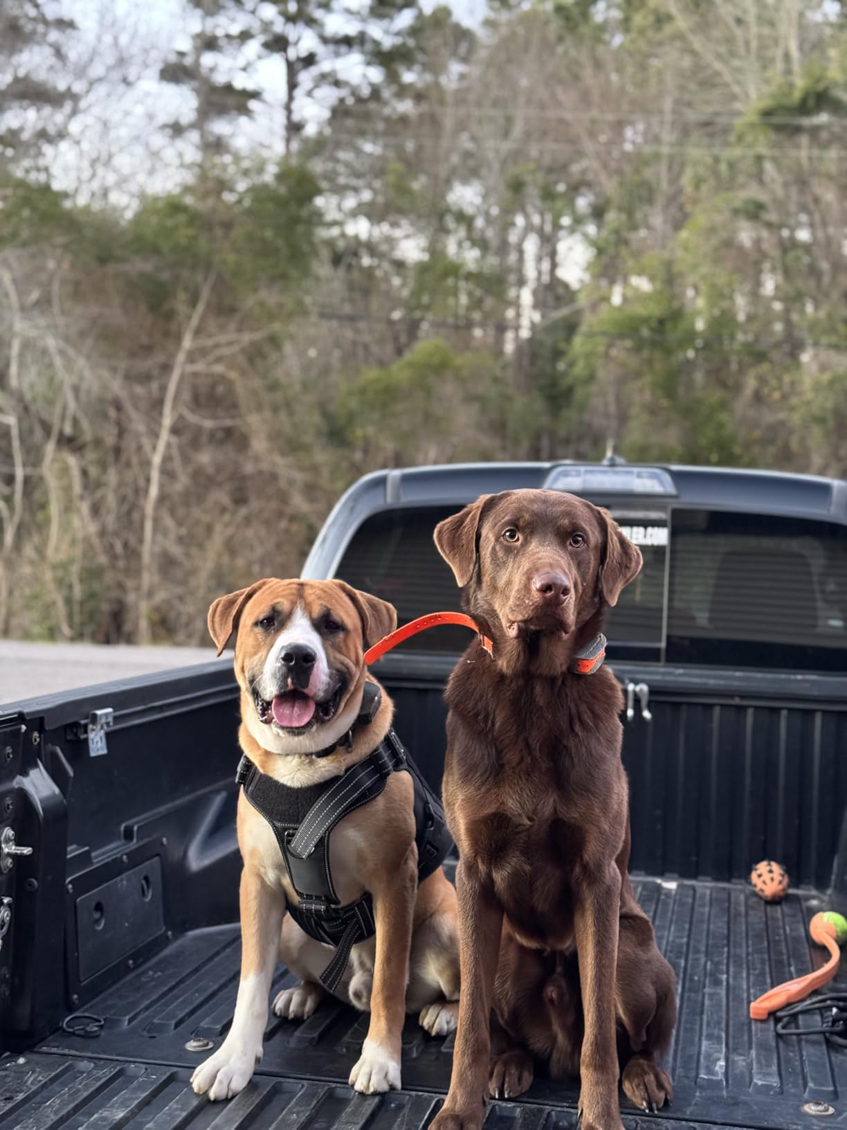 SportDOG Brand SportHunter 825X Remote Trainer, 1/2 Mile Range customer photo 2