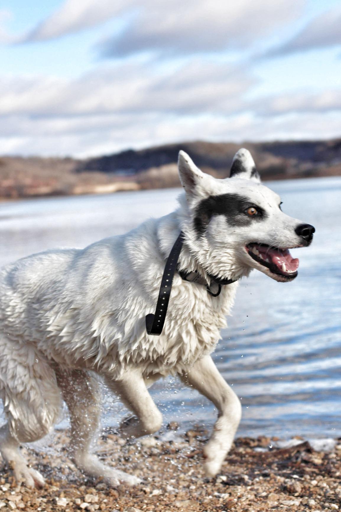 SportDOG Brand SportHunter 1225X Remote Dog Trainer, 3/4 Mile Range customer photo 1