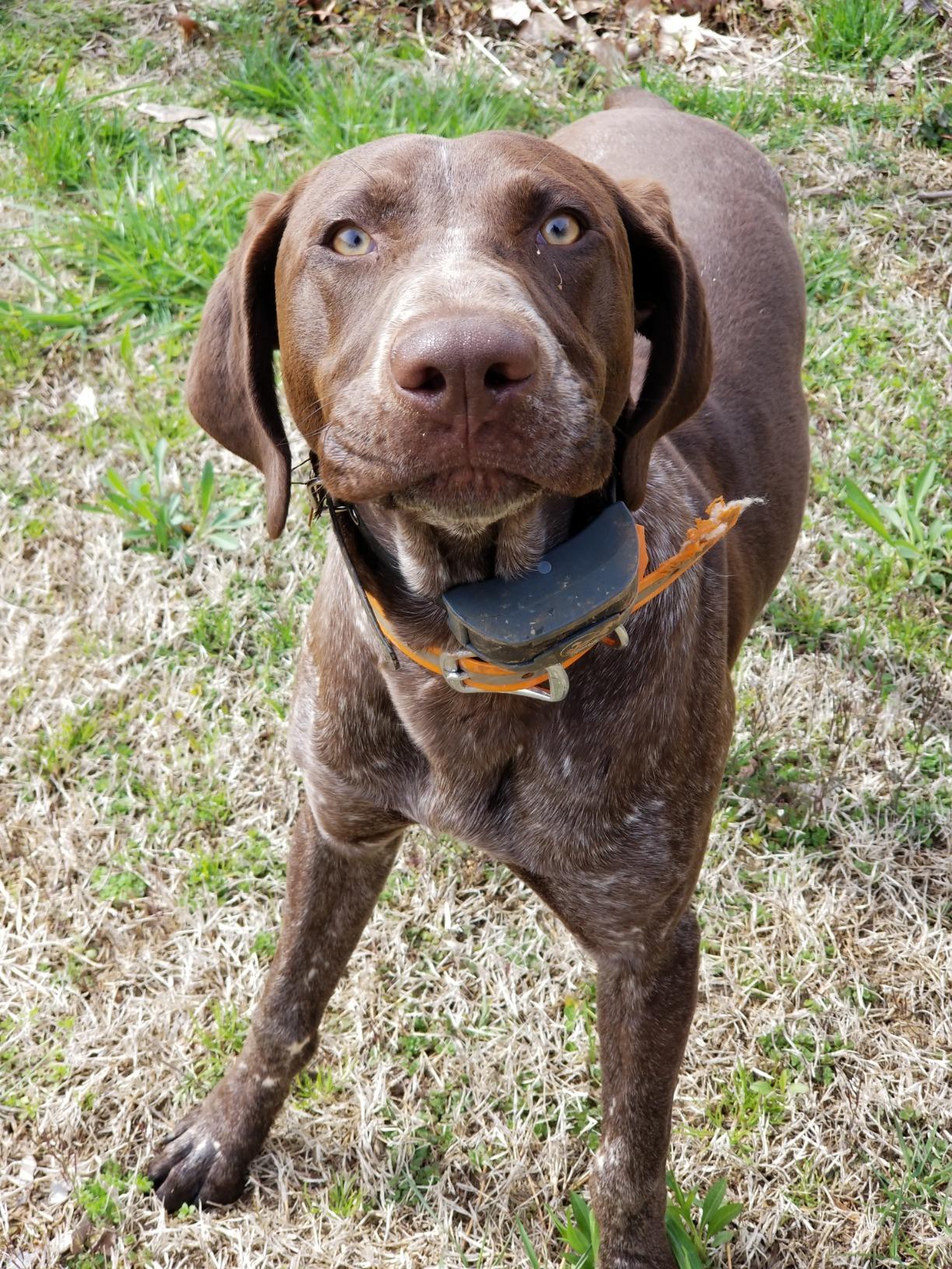 SportDOG Brand SportHunter 1825X Remote Dog Trainer, 1-Mile Range customer photo 1