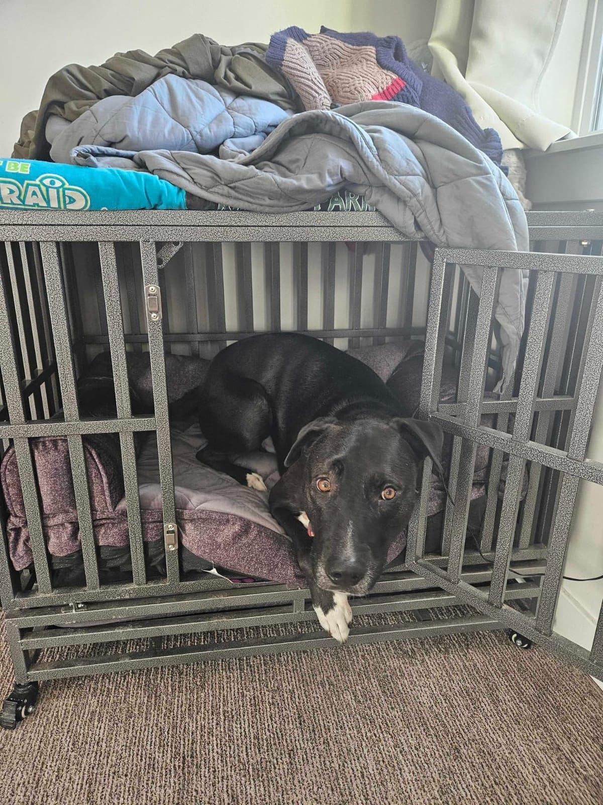 LUCKUP 38 Inch Heavy Duty Dog Cage Metal Kennel and Crate for Large Dogs, Easy to Assemble Pet Playpen with Four Wheels, Black customer photo 1