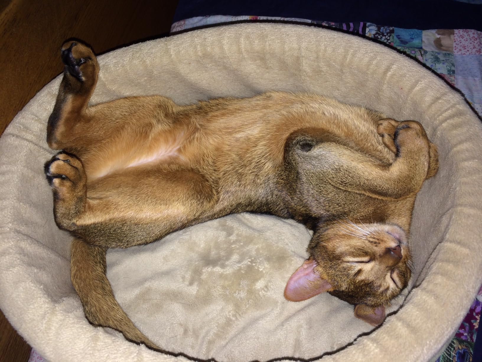 K&H Heated Cat Bed, Thermo-Kitty Bed Indoor, Safety Listed, Small 16in, 4W customer photo 1