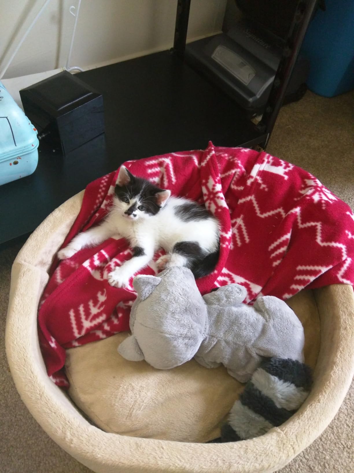K&H Heated Cat Bed, Thermo-Kitty Bed Indoor, Safety Listed, Small 16in, 4W customer photo 2