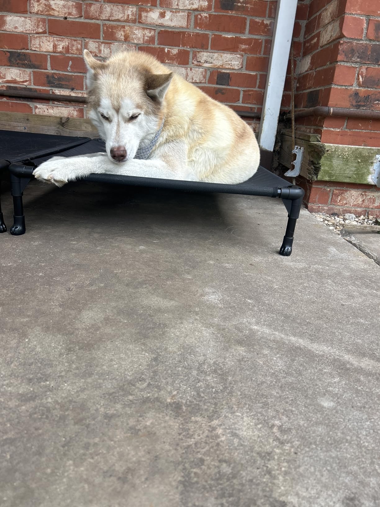 Veehoo Outdoor Elevated Dog Bed Large Sized Dogs, Cooling Raised Dog Cots | Off-ground training platform, portable camping hammock, breathable mesh, easy to clean, no-tool setup, 42