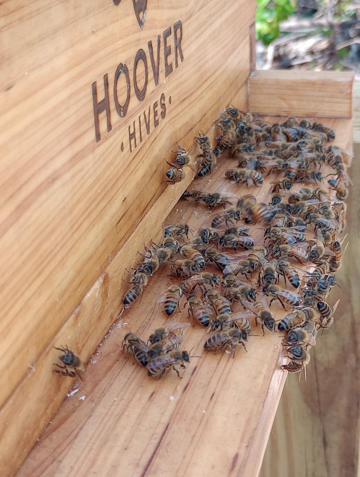 The Original Beeswax Coated Beehive Kit. Includes 2 Deep & 1 Medium Boxes with 10 Wooden Frames & Heavy Wax Coated Foundations customer photo 1