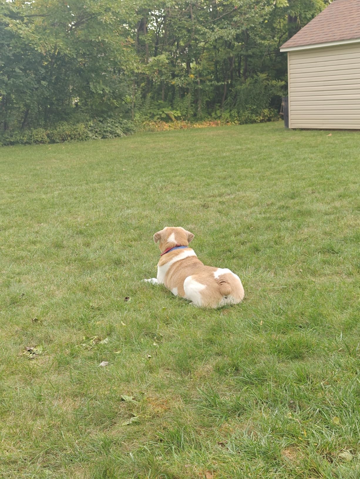 PetSafe Stay & Play Wireless Pet Fence for Stubborn Dogs - No Wire Circular Boundary, Secure 3/4-Acre Yard, for Dogs 5lbs+, America's Safest Wireless Containment System customer photo 2
