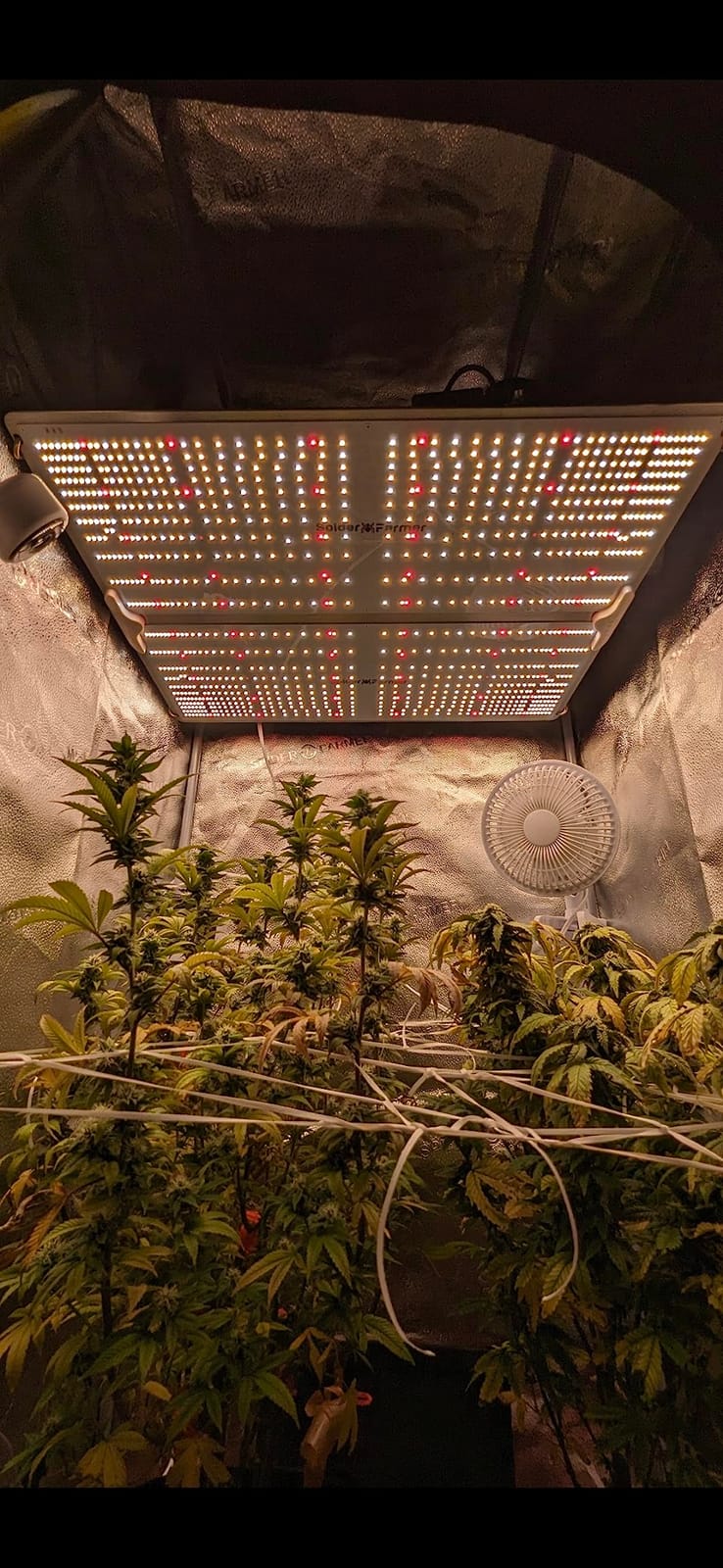 Spider Farmer SF1000 LED Grow Lights for Indoor Plants in 2x2/3x3 Grow Tent | 100W Dimmable Full Spectrum Grow Light, New-Gen High-Efficiency Diodes 2.5 PPE System for Seed Starting, Vegetables & Bloom customer photo 1