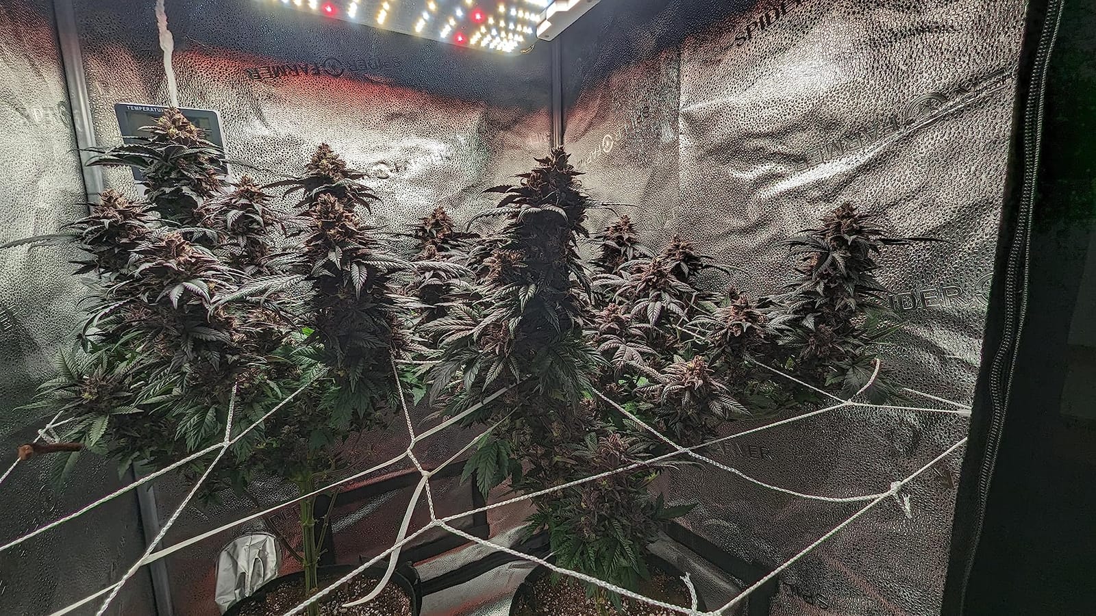 Spider Farmer SF1000 LED Grow Lights for Indoor Plants in 2x2/3x3 Grow Tent | 100W Dimmable Full Spectrum Grow Light, New-Gen High-Efficiency Diodes 2.5 PPE System for Seed Starting, Vegetables & Bloom customer photo 2