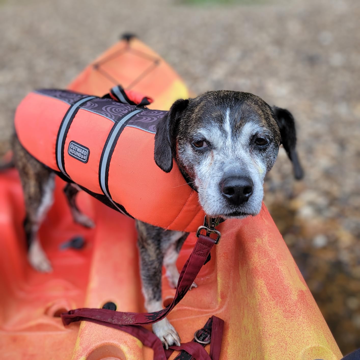 Perception Tribe 11.5 | Sit on Top Kayak for All-Around Fun | Large Rear Storage with Tie Downs customer photo 1