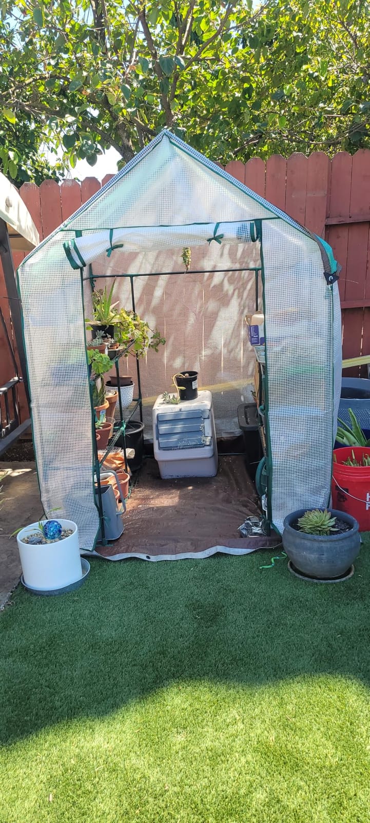 Portable Walk-in Greenhouse for Outdoors, 56x30x76 Plant House with Shelves | Green PE Cover, Roll-Up Door, 3-Tier Shelves, Steel Frame, Stakes and Ropes for Seed Starting, Flowers and Outdoor Gardening customer photo 2