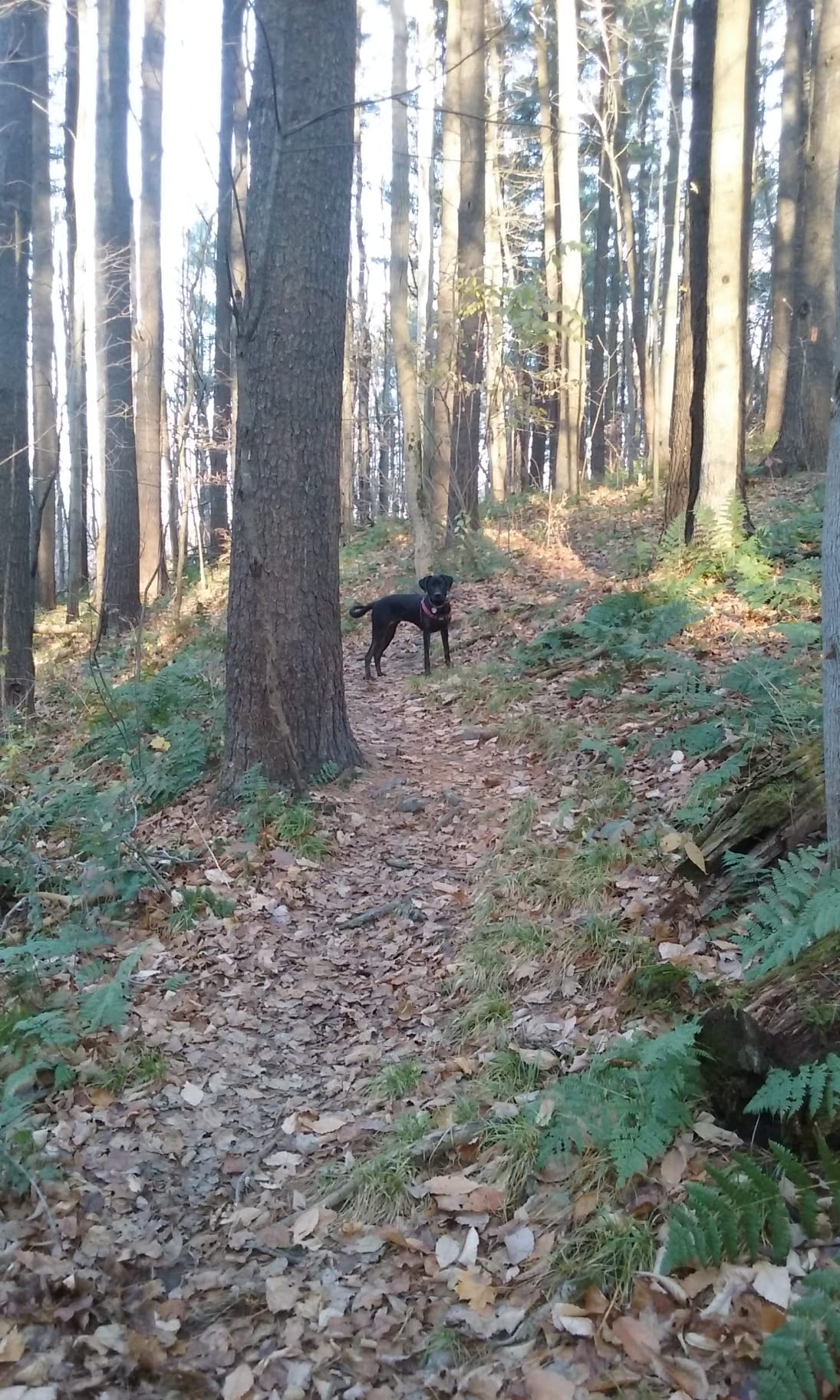 SportDOG Brand SportTrainer 575 Remote Dog Trainer, Black, 500-Yard Range customer photo 1