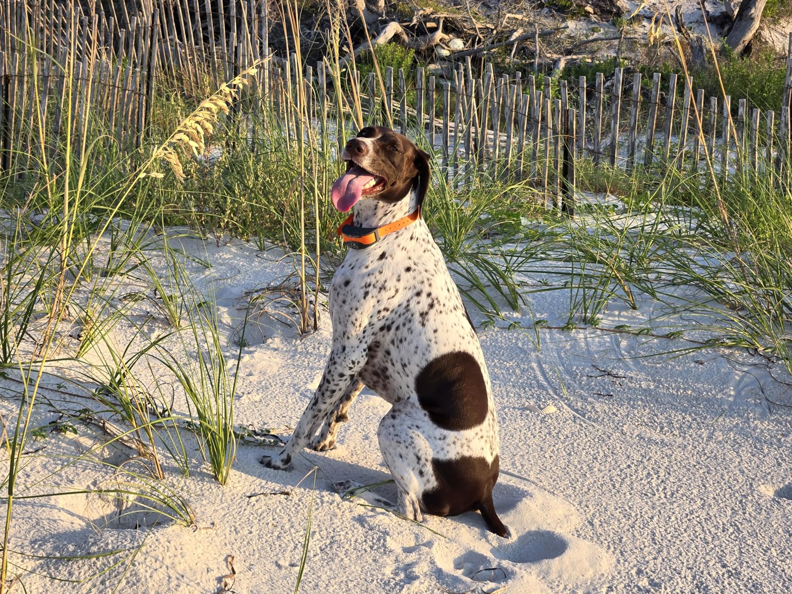 SportDOG Brand SportTrainer 1275 Remote Dog Trainer, Black, 3/4 Mile Range customer photo 1