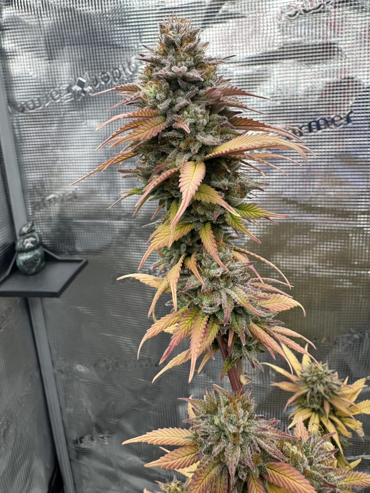 Spider Farmer 3x3 Grow Tent 36