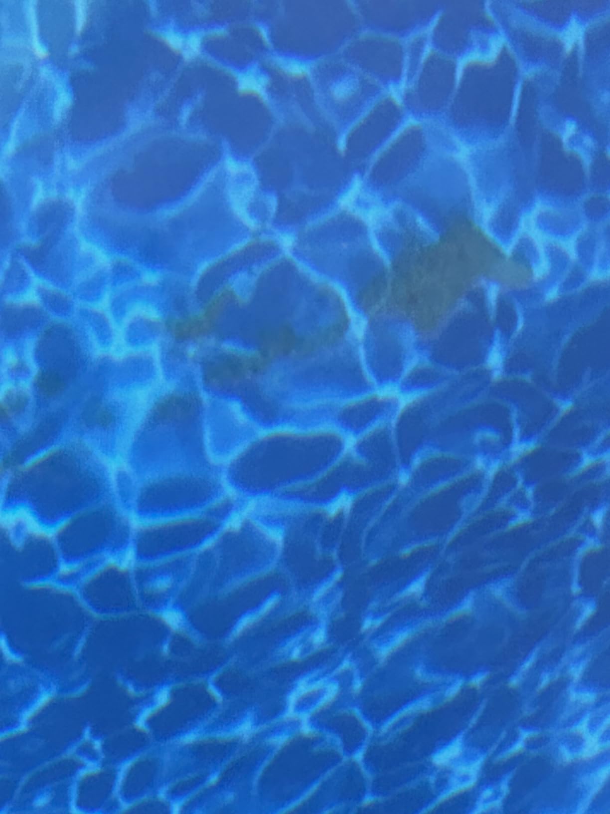 Dolphin Proteus DX4 Plus Automatic Robotic Pool Cleaner Ideal for Pools up to 33 FT, Wall & Sun-ledge Scrubbing, Top-Load Filter, Smart Navigation customer photo 1