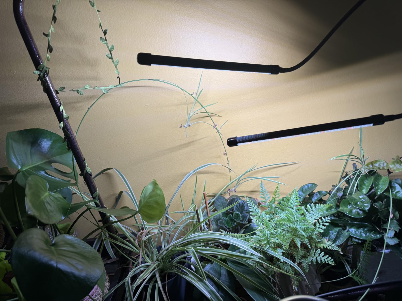 GooingTop Grow Light, 6000K Full Spectrum Indoor Plant Growing Lamp | Desk Lamp with White Red LEDs for Indoor Plants, Clamp with Flexible Gooseneck, Brightness Adjustable, Auto Timer 4 8 12Hrs customer photo 1