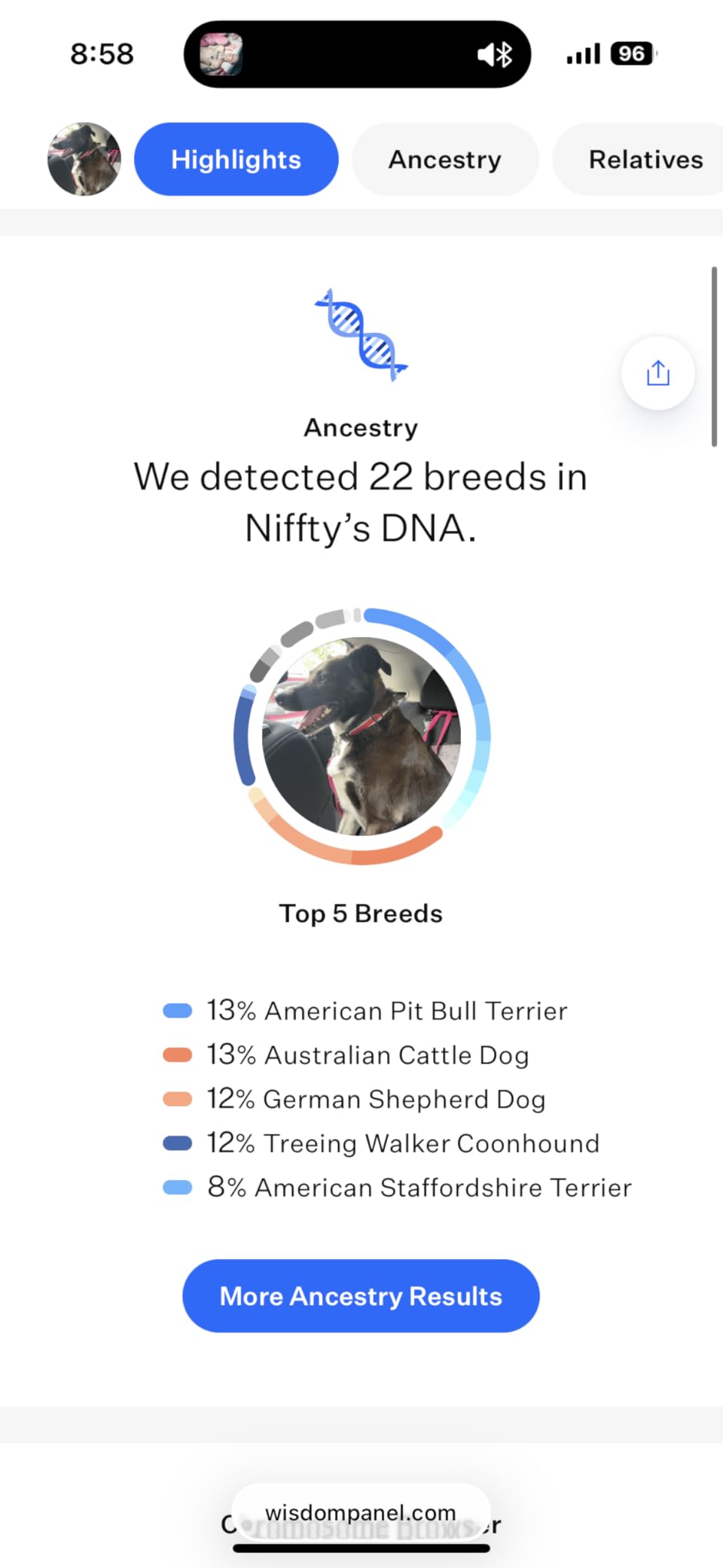 Wisdom Panel Premium Dog DNA Testing Kit - Most Comprehensive Test - 265+ Health Tests, 430+ Dog Breeds, 50+ Traits, Relatives, Ancestry customer photo 2
