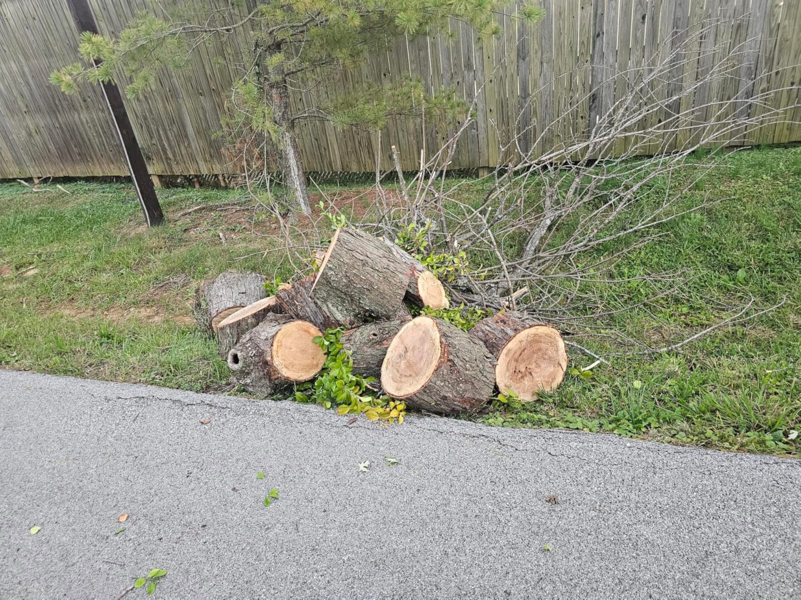 Husqvarna 545 Mark II Professional Gas Chainsaw, 20 inch chainsaw with 50.1cc 3.6 HP 2-cycle X-Torq engine customer photo 2