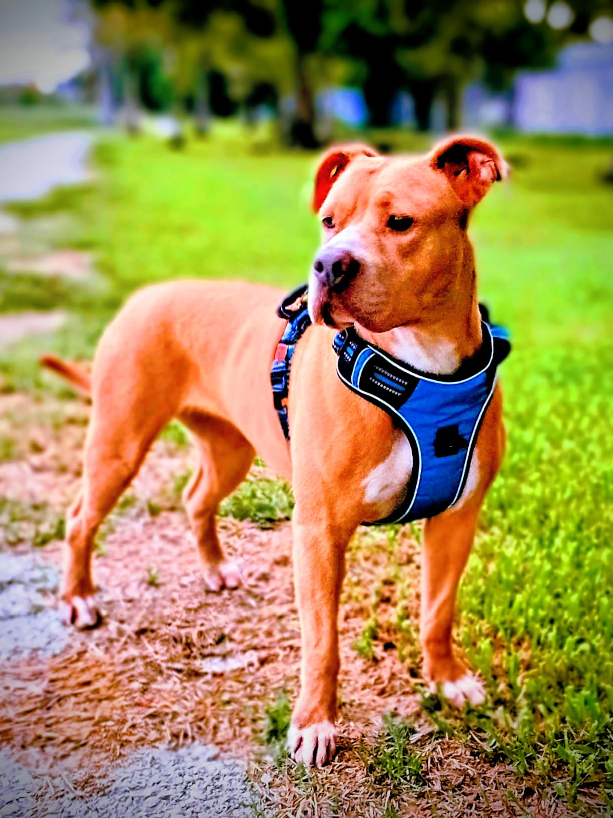No Pull Dog Harness Adjustable Reflective Oxford Easy Control Medium Large Dog Harness with A Free Heavy Duty 5ft Dog Leash, Blue, XL customer photo 1