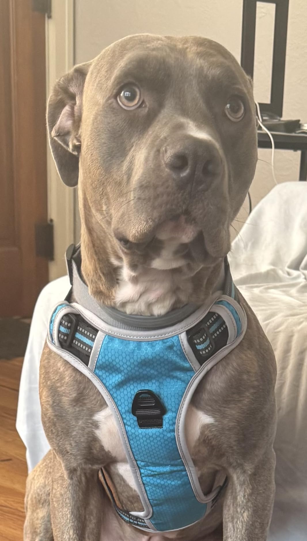 No Pull Dog Harness Adjustable Reflective Oxford Easy Control Medium Large Dog Harness with A Free Heavy Duty 5ft Dog Leash, Blue, XL customer photo 2