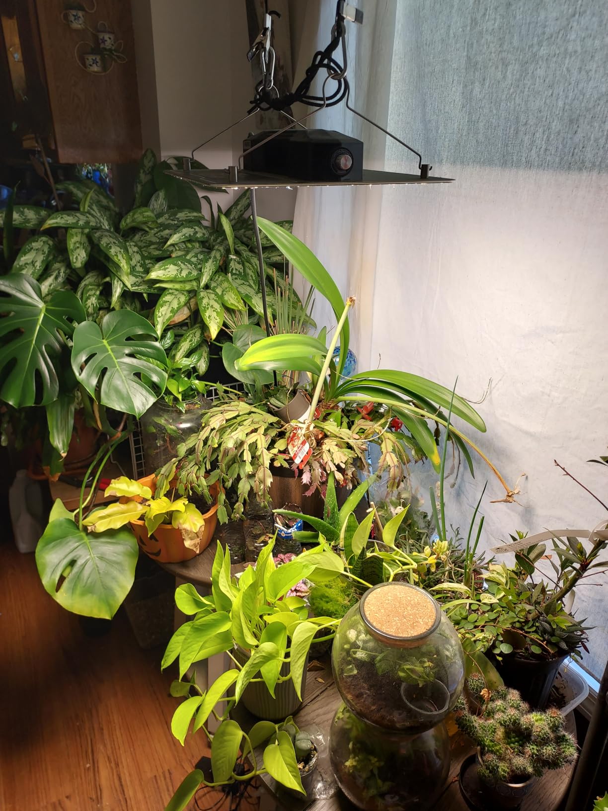 VIVOSUN LumaLight 100W LED Grow Light, Full Spectrum Plant Light customer photo 2
