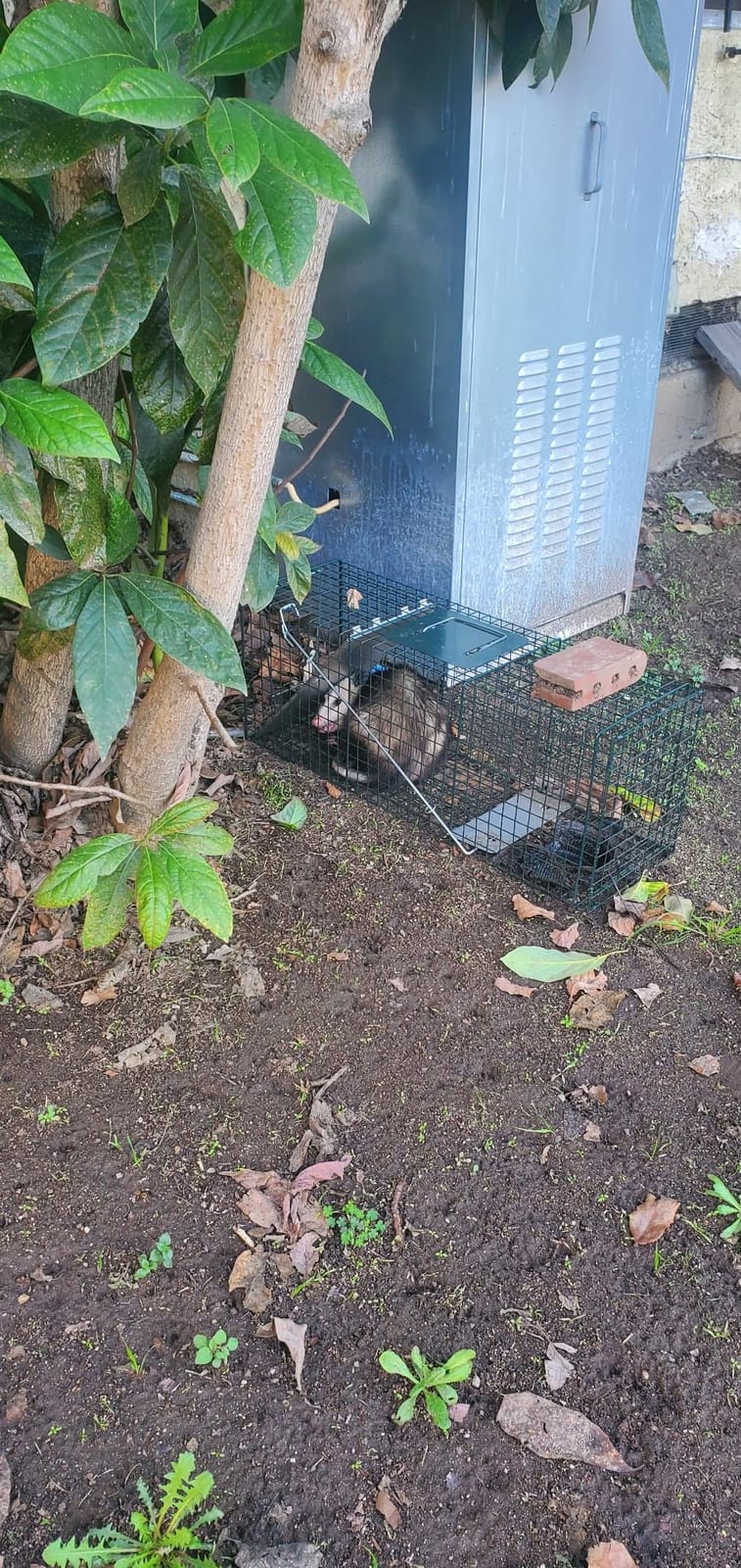 HOMESTEAD 32 Inch Live Animal Trap - Specialized for Raccoons, Opossums, Groundhogs, Skunks, Feral Cats, Squirrels - Humane Way Catch & Release Animal Trap customer photo 1