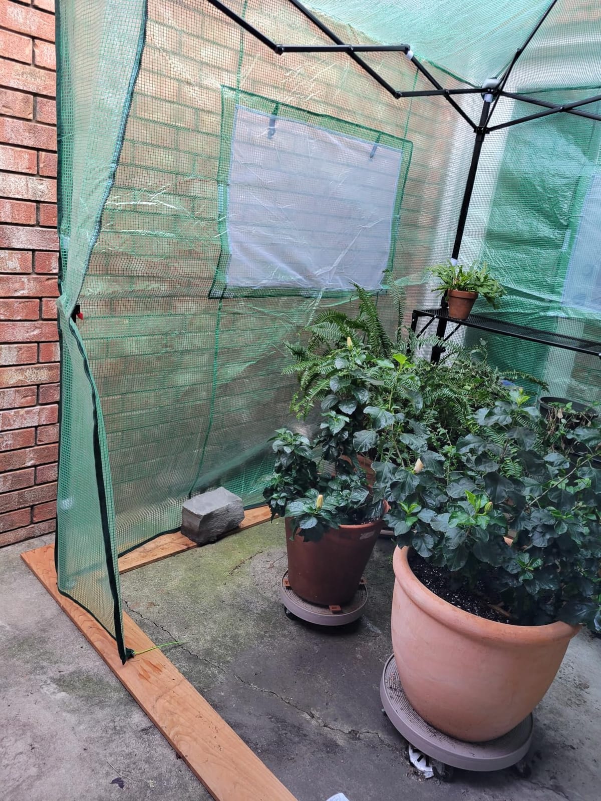 EAGLE PEAK 9x4 Easy Setup Pop Up Greenhouse, Lean-to Design, Clear/Green | Walk-In Greenhouses for Outdoors, Green House for Winter Protection, Roll-Up Door & Mesh Windows, One Person Setup customer photo 2