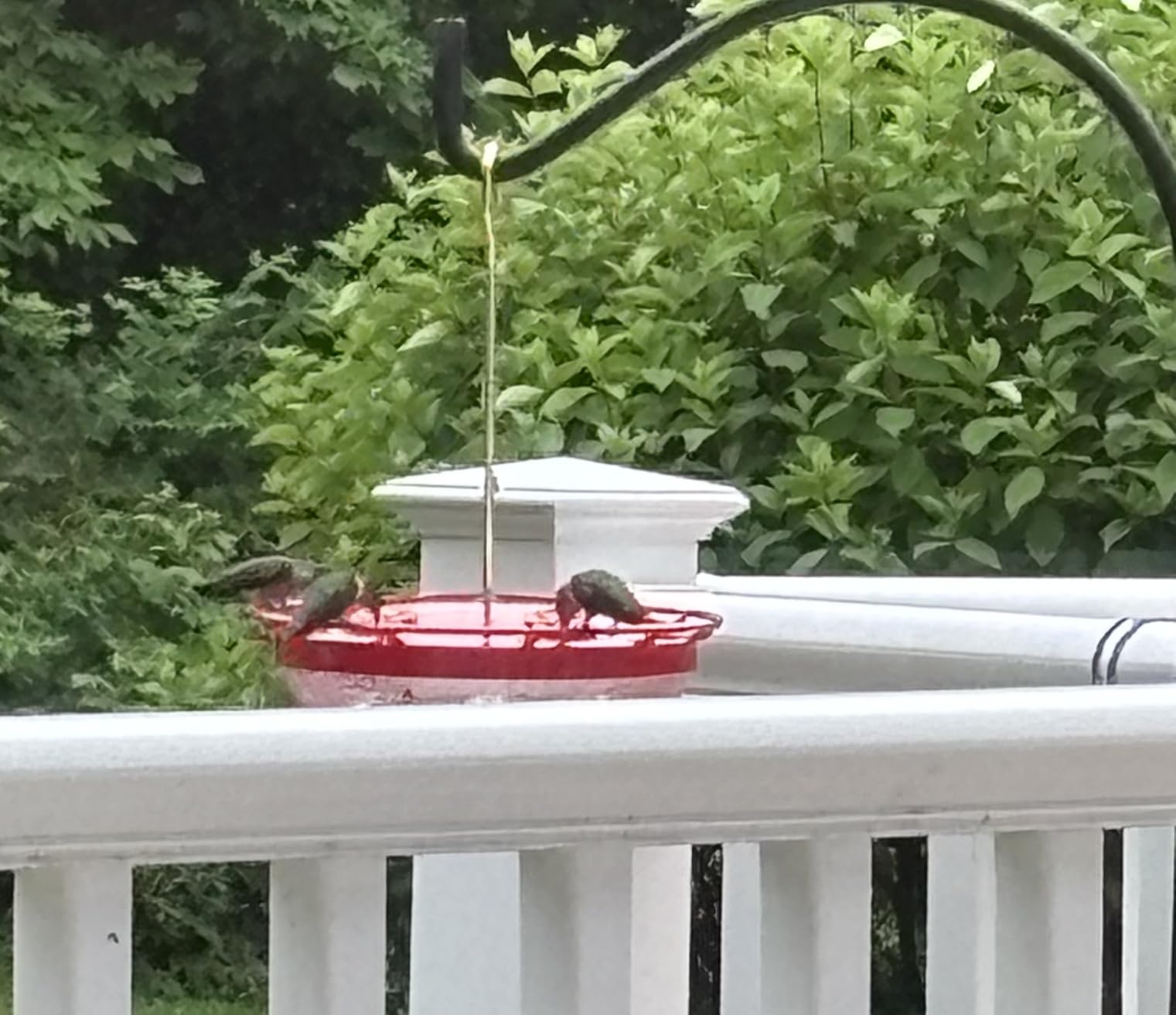 eWonLife 2 Pack 16 oz Saucer Hummingbird Feeders for Outdoors, Garden Decor | Built-in Ant Moat, 5 Bee Proof Feeding Ports, BFA Free Plastic, Easy Clean, Leak-Proof Dish-Style customer photo 1