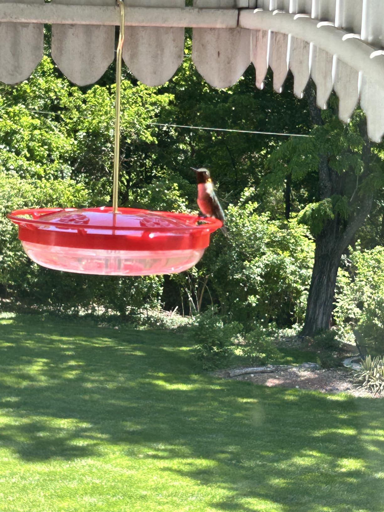 eWonLife 2 Pack 16 oz Saucer Hummingbird Feeders for Outdoors, Garden Decor | Built-in Ant Moat, 5 Bee Proof Feeding Ports, BFA Free Plastic, Easy Clean, Leak-Proof Dish-Style customer photo 2