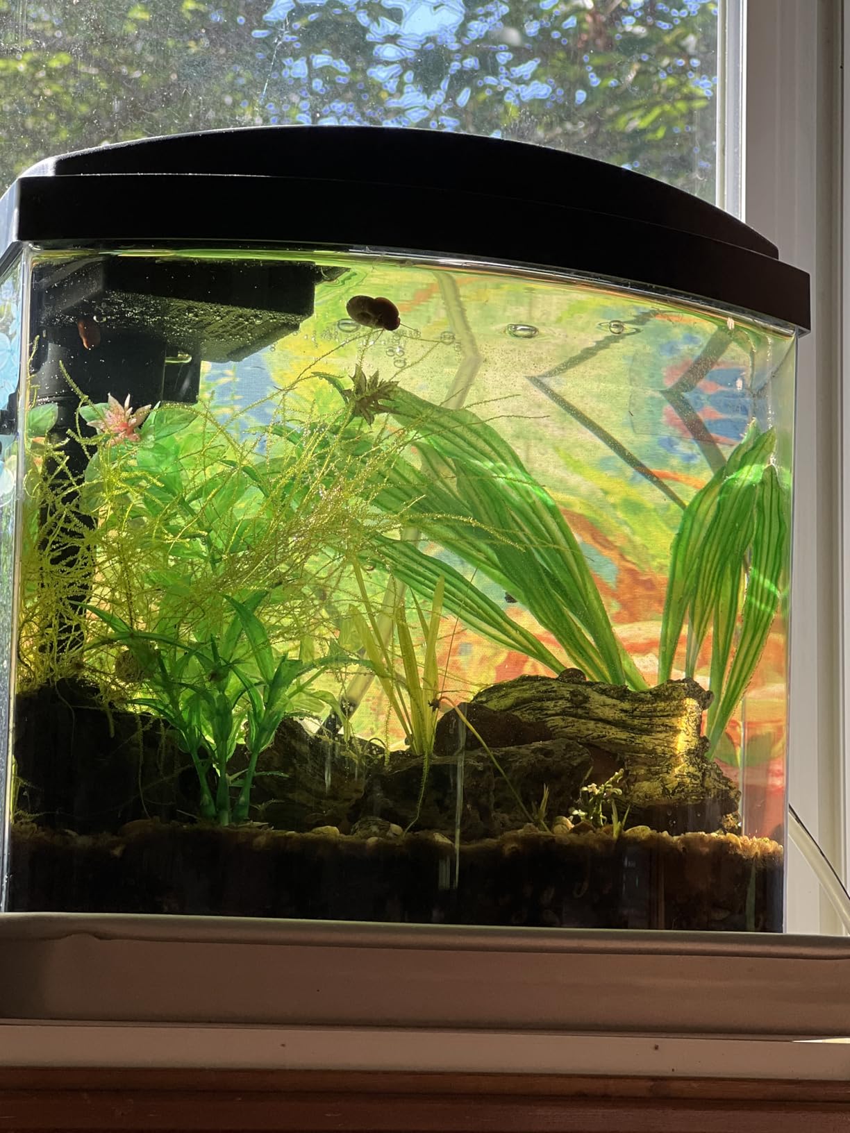 Aqueon LED MiniBow Small Aquarium Fish Tank Kit with SmartClean Technology, Small Fish Tank, Black, 2.5 Gallon customer photo 1