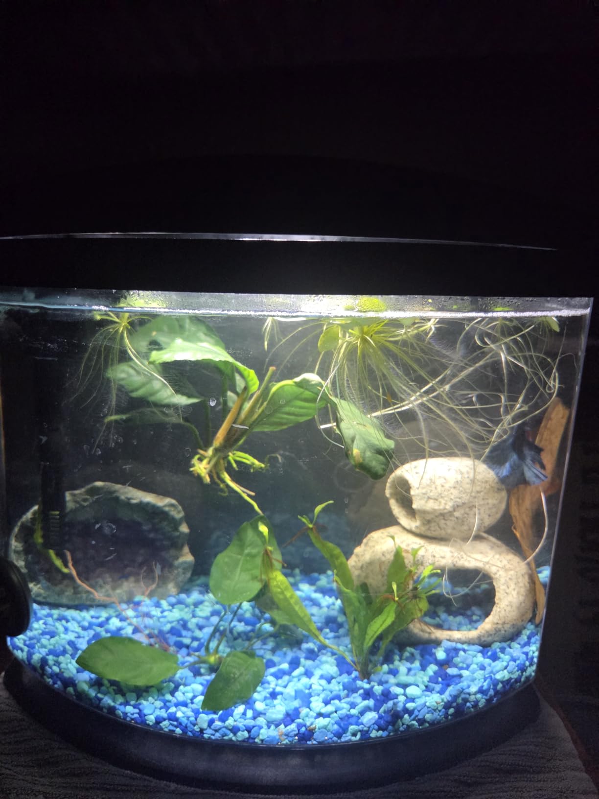 Aqueon MiniBow Small Aquarium Starter Kit, All-in-One Desktop Fish Tank for Betta, Shrimp or Small Fish, Includes SmartClean Filter Technology, LED Light and Conditioner, Black, 5 Gallon customer photo 1