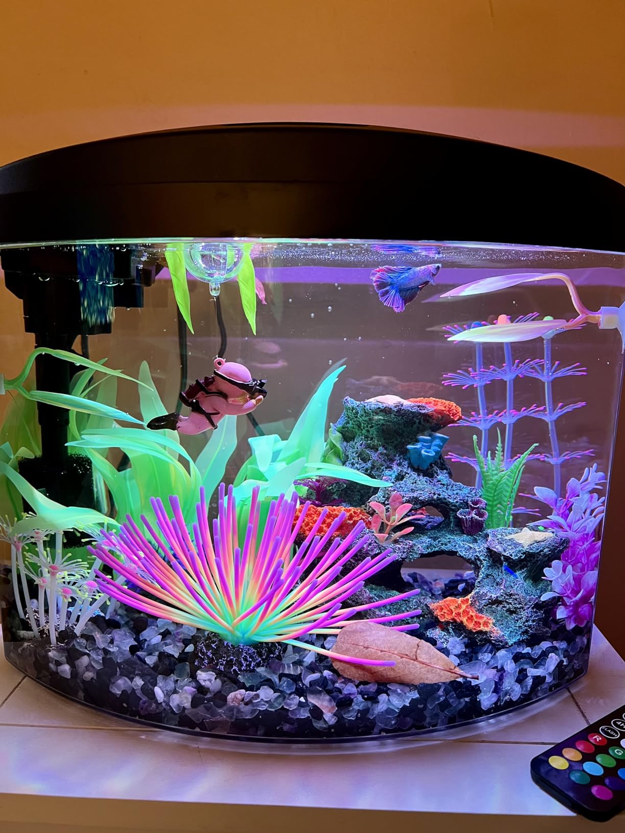 Aqueon MiniBow Small Aquarium Starter Kit, All-in-One Desktop Fish Tank for Betta, Shrimp or Small Fish, Includes SmartClean Filter Technology, LED Light and Conditioner, Black, 5 Gallon customer photo 2