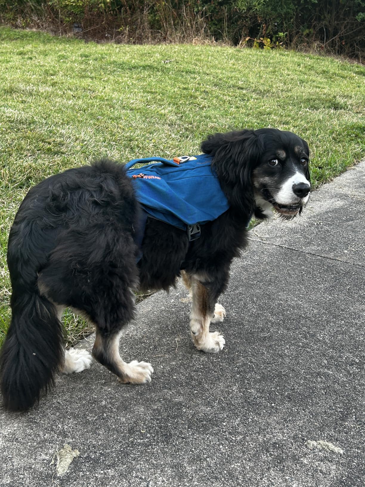 Ruffwear Switchbak Dog Harness, No-Pull Adjustable Vest with Front & Back Leash Points, Foam-Padded, Zippered Pockets, Quick-Release Buckles, Reflective Trim, Red Sumac, Small customer photo 1