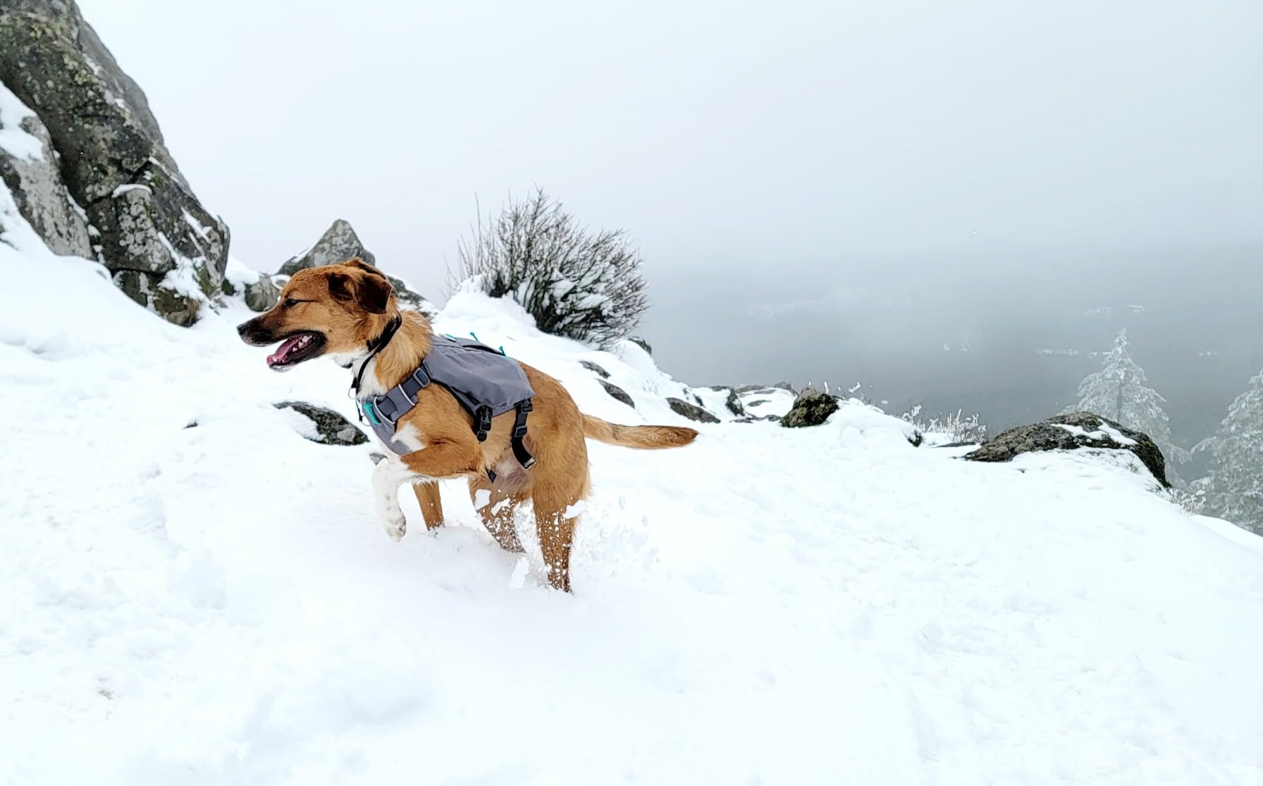 Ruffwear Switchbak Dog Harness, No-Pull Adjustable Vest with Front & Back Leash Points, Foam-Padded, Zippered Pockets, Quick-Release Buckles, Reflective Trim, Red Sumac, Small customer photo 2