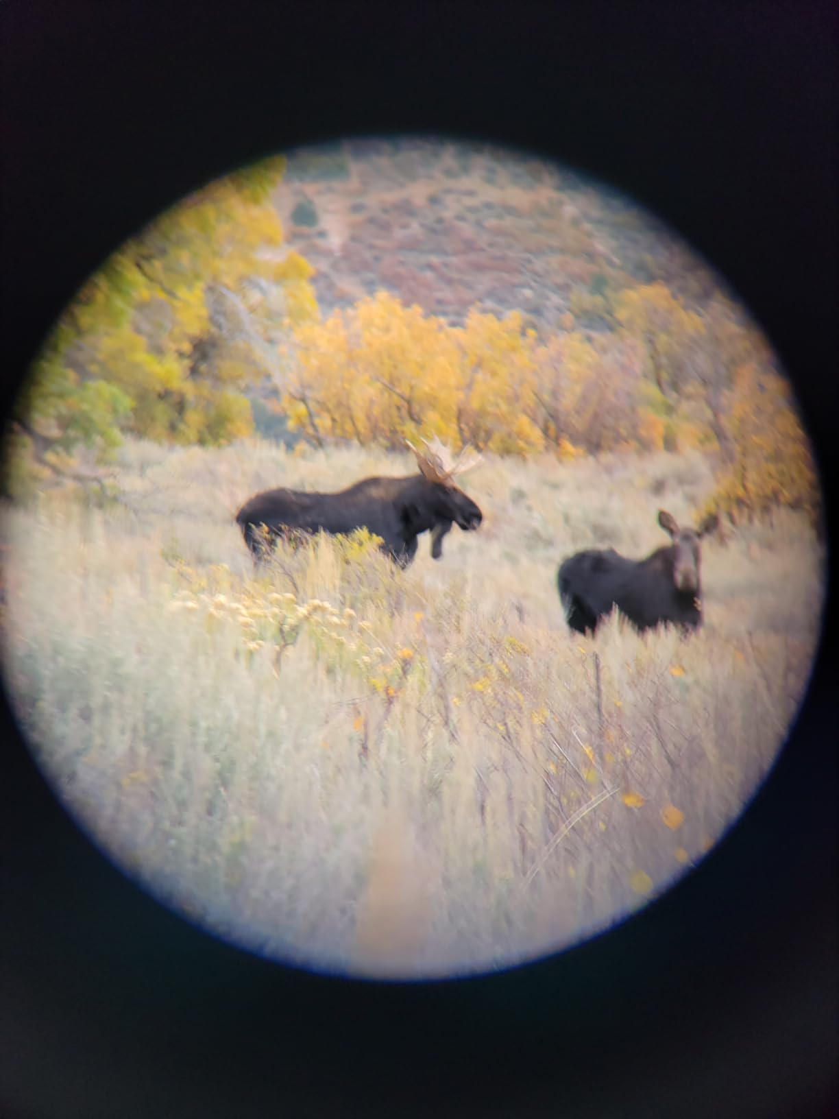 Leupold BX-1 McKenzie HD Binoculars 10x42mm - Waterproof, Fogproof, HD Optical System for Hunting and Outdoor Use customer photo 1