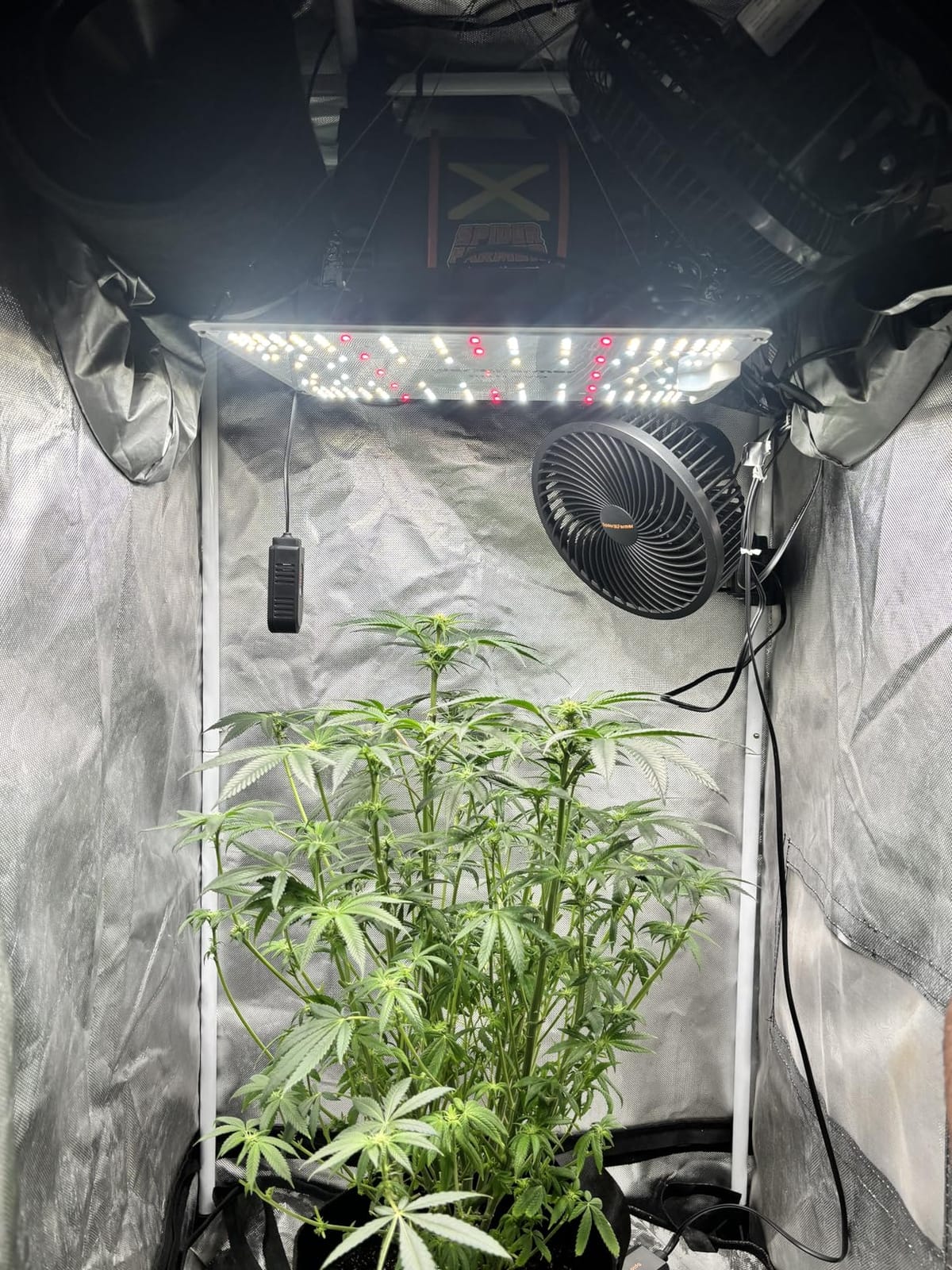 Spider Farmer 4 Inch Air Filtration Kit with Temp Humidity Controller | Includes GGS controller, inline fan, carbon filter, and 13 ft ducting for grow tent ventilation and hydroponics customer photo 1