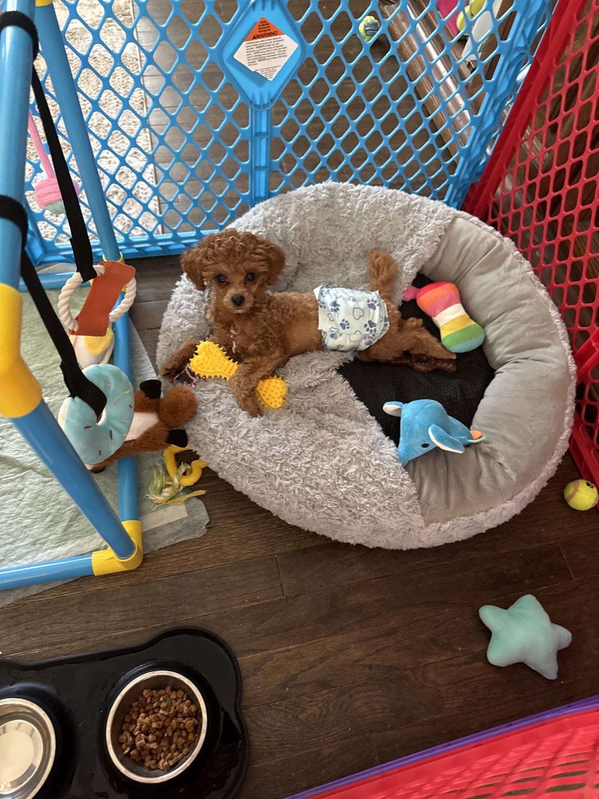 JOEJOY Small Dog Bed Cat Bed with Hooded Blanket, Cozy Cuddler Luxury Puppy Pet Bed, Donut Round Calming Anti-Anxiety Dog Burrow Cave Bed - Anti-Slip Bottom and Machine Washable 23 inch customer photo 1