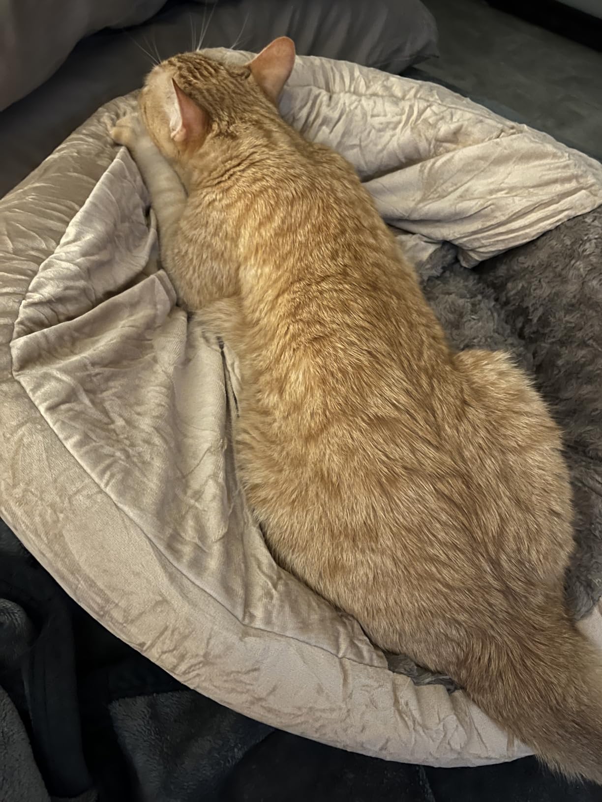 JOEJOY Small Dog Bed Cat Bed with Hooded Blanket, Cozy Cuddler Luxury Puppy Pet Bed, Donut Round Calming Anti-Anxiety Dog Burrow Cave Bed - Anti-Slip Bottom and Machine Washable 23 inch customer photo 2