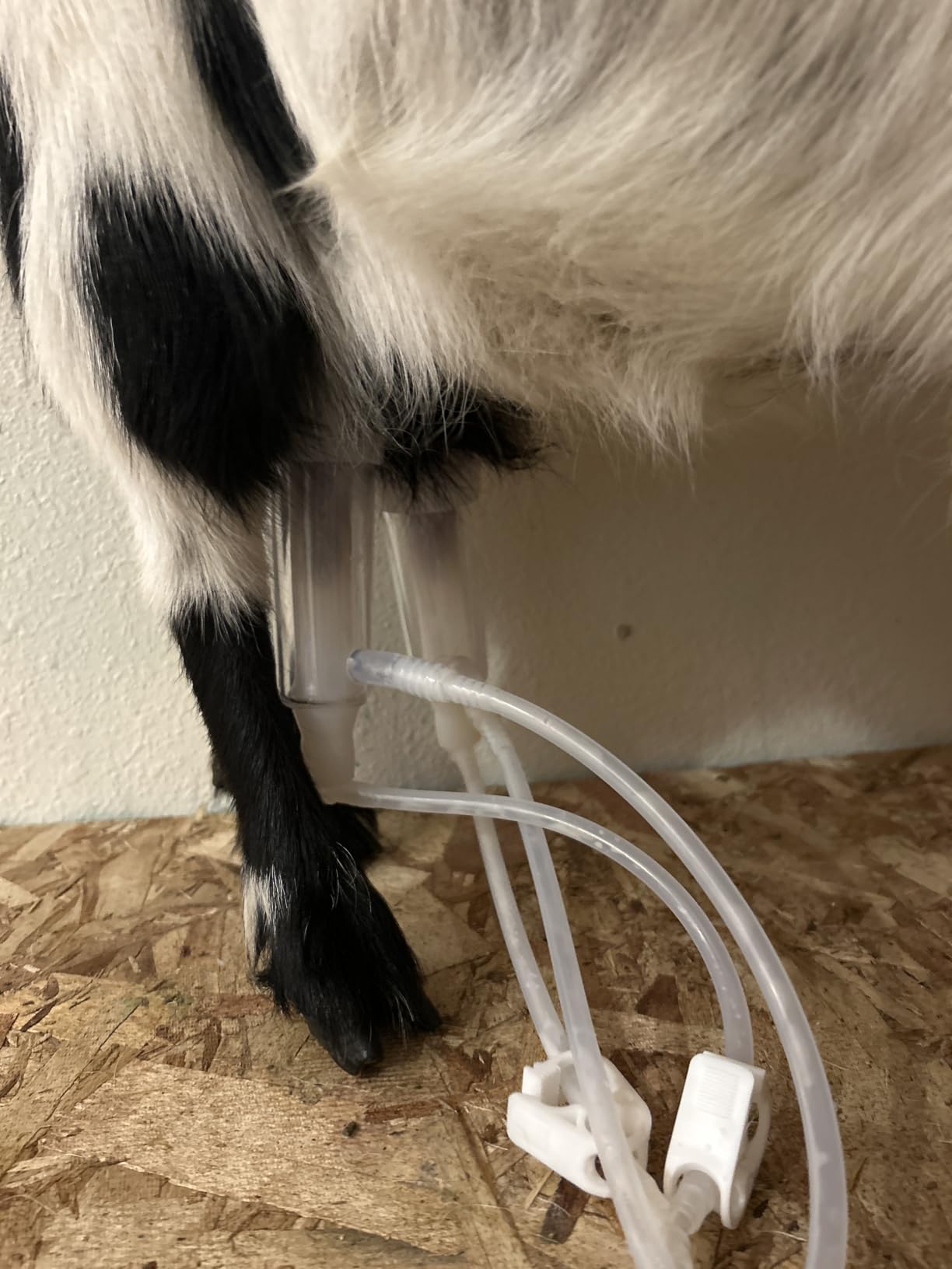 3L Goat Pulsation Vacuum Electric Milking Machine, Automatic Pulsation Breast Pump with 2 Teat Cups Stainless Steel Bucket for Goat customer photo 2