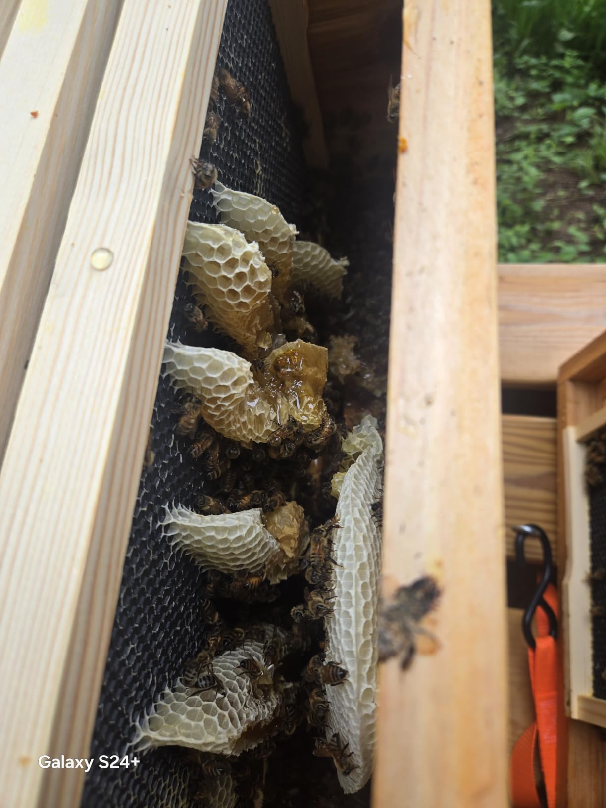 BeeCastle 8 Frame Langstroth Bee Hive Coated with Beeswax Includes Beehive Frames and Waxed Foundations (2 Deep Boxes & 1 Medium Box) customer photo 1
