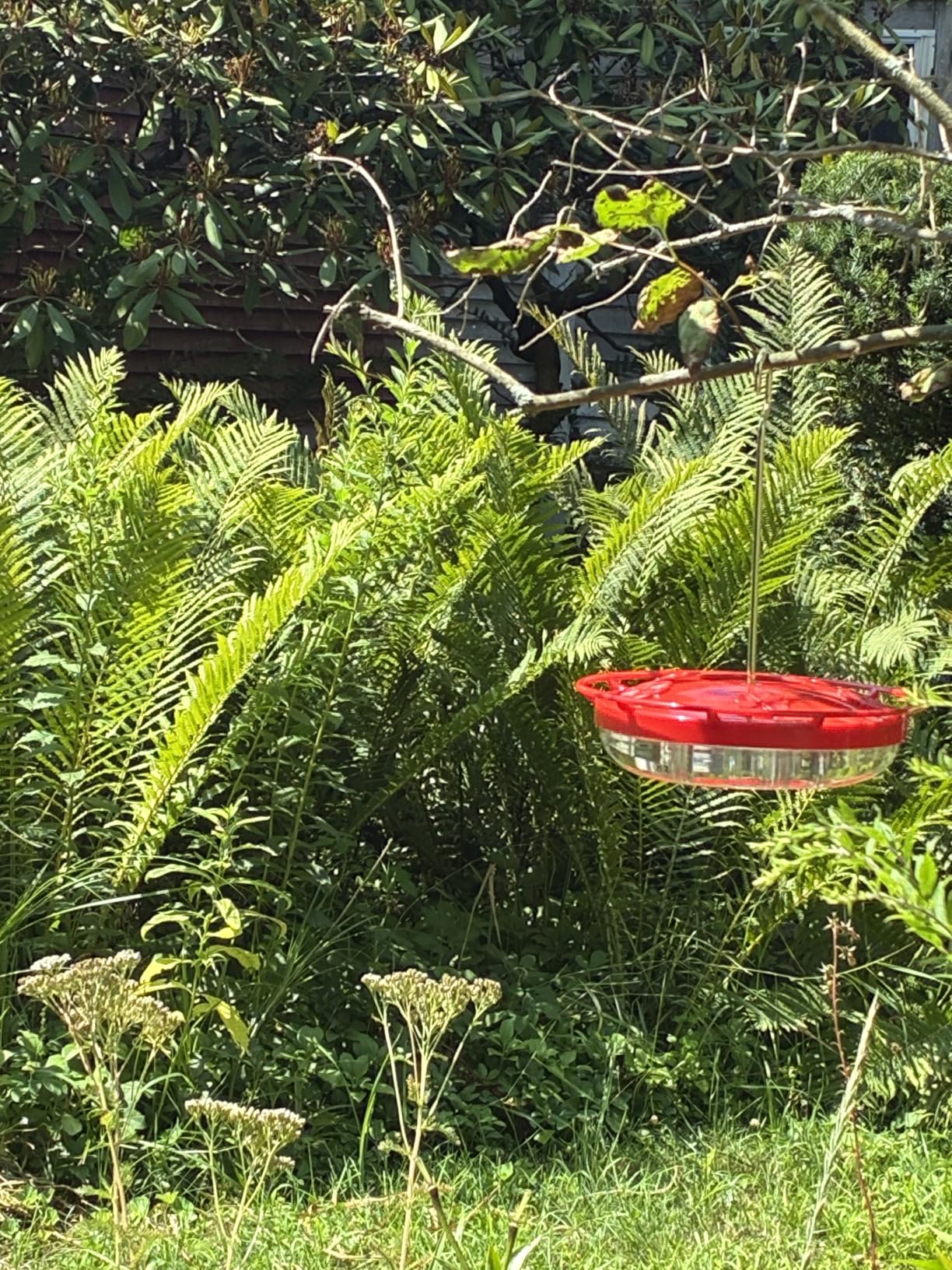 FEED GARDEN Saucer Hummingbird Feeders for Outdoors Hanging, 2 Pack 16oz Leak-Proof Nectar Feeder with Bee Guards Built-in Ant Moat, 5 Feeding Ports, Wide Mouth Easy Refill & Clean, BPA-Free, Red customer photo 1