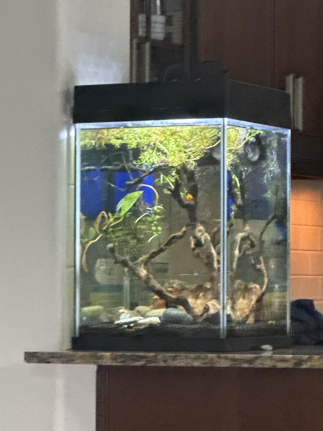 Koller Products Plastic 6-Gallon AquaView 360 Aquarium Kit for Tropical Fish, Betta Fish with LED Lighting and Power Filter Clear, 4-Piece Set customer photo 2