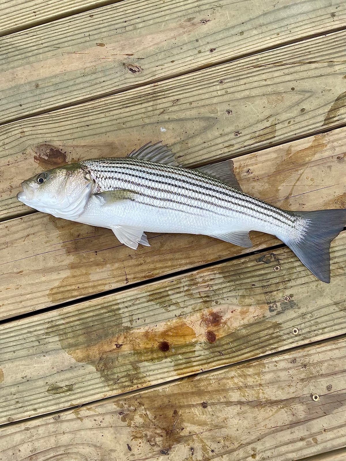 Ugly Stik Bigwater Spinning Fishing Rod customer photo 1