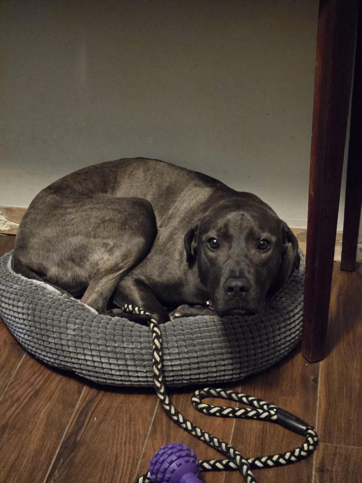 Small Dog Bed with Attached Blanket, Cozy Donut Cuddler Anti-Anxiety Hooded Pet Bed Calming Cave Bed customer photo 2