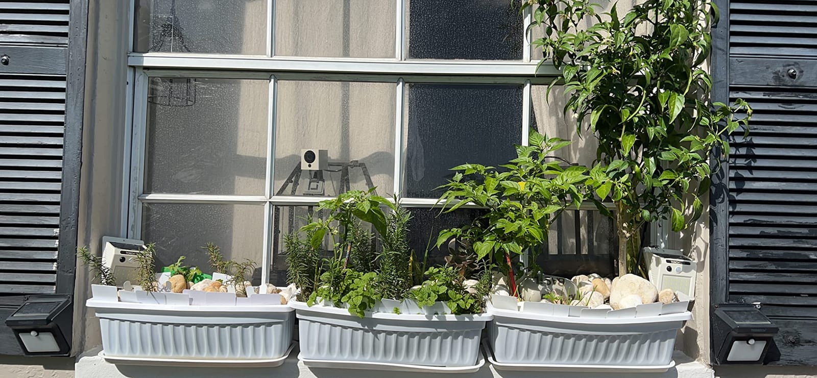 Fasmov 7 Pack 17 Inches Flower Window Box Plastic Vegetable Planters with Trays customer photo 1