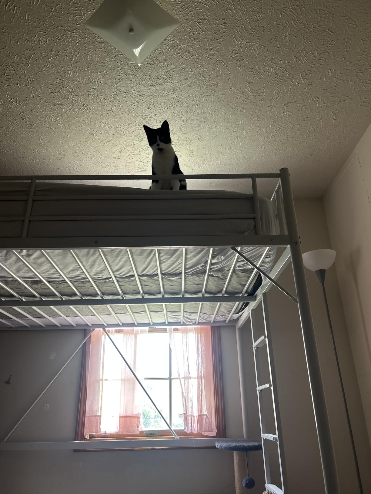 VINGLI 71 Inches Tall Loft Bed Twin Size with Flat Ladder Rung for Kids Teens Adults Heavy Duty Metal Single Bunk Bed Loft with Safety Guard Rails for Small Space, Black customer photo 1