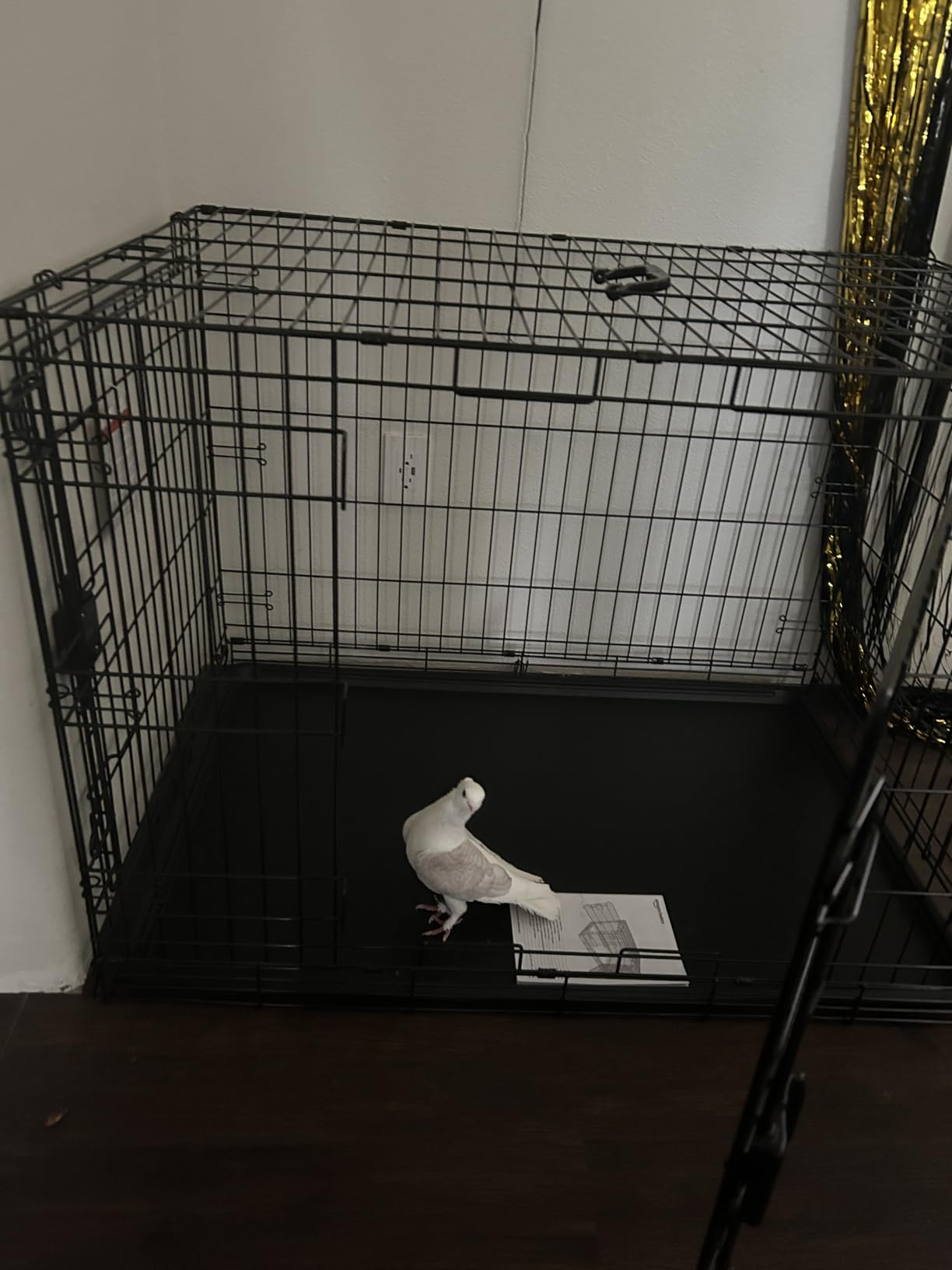 Amazon Basics Portable, Easy to Assemble, Foldable Metal Wire Dog Crate with Removable Tray, Double Door, Divider Panel, Handle, 36