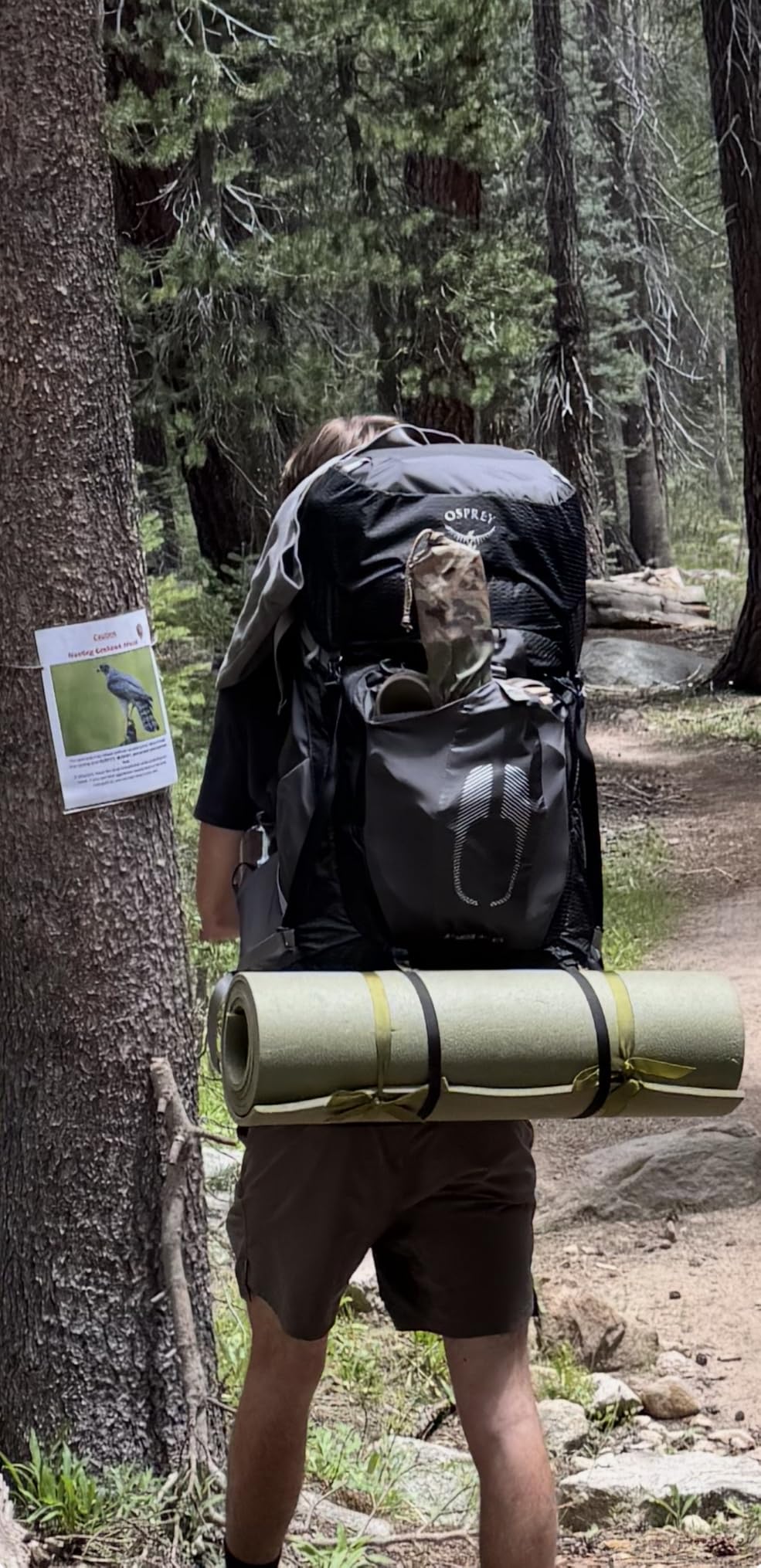 Osprey Atmos AG 65L Men's Backpacking Backpack, Green L-XL | Anti-Gravity Suspension, Adjustable Torso, Integrated Raincover customer photo 2