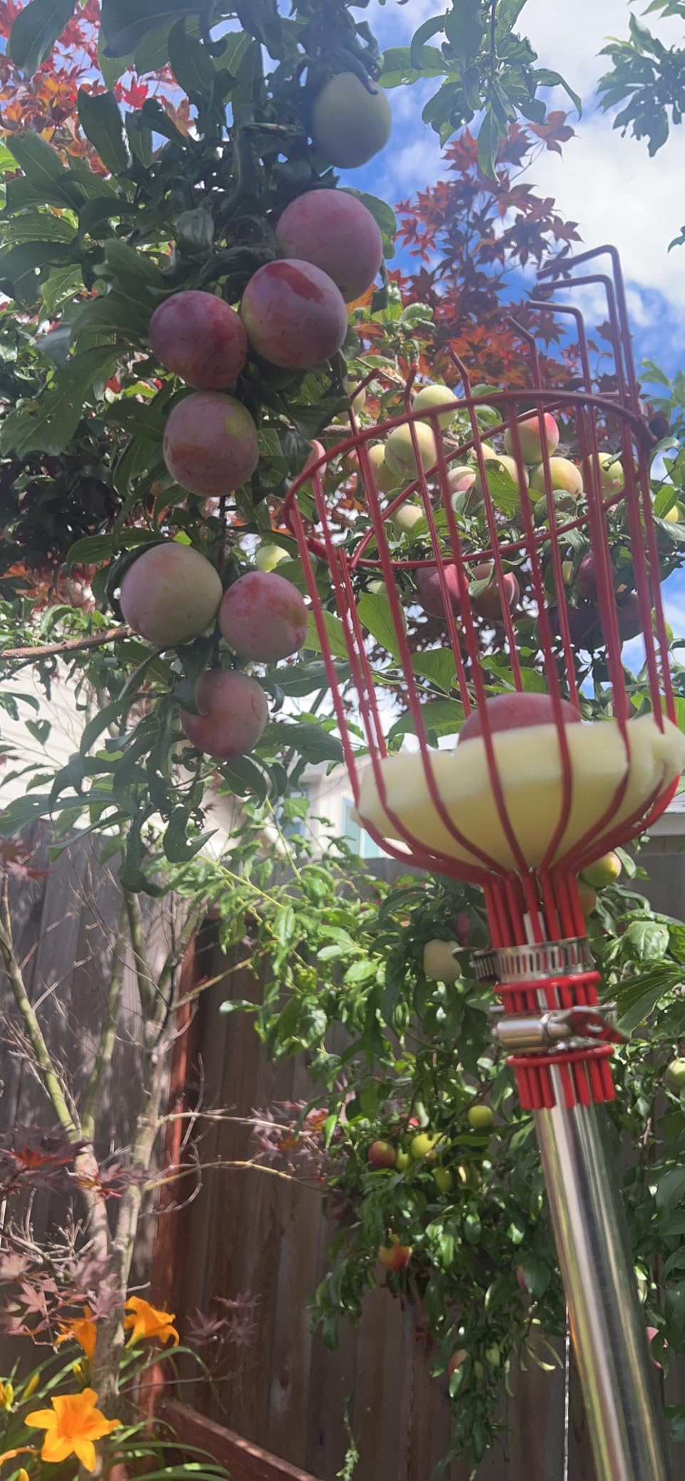 DonSail Fruit Picker Pole Tool with Basket Long Handle, 35-65 Inch Adjustable Apple Orange Picker Pole Tool customer photo 2
